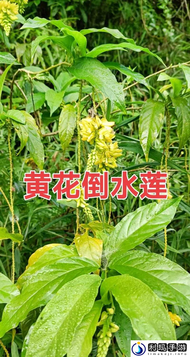 倒插莲花是什么样子的：带你详细了解其具体形态特征